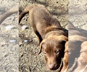 Labrador Retriever-Unknown Mix Dogs for adoption in Shreveport, LA, USA