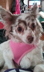 Chihuahua Dogs for adoption in Dublin, OH, USA