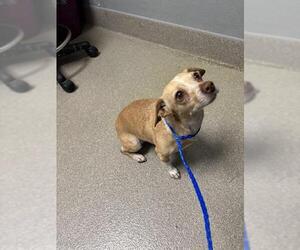 Chihuahua-Unknown Mix Dogs for adoption in Las Vegas, NV, USA