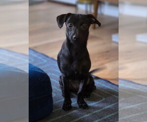 Dachshund-Labrador Retriever Mix Dogs for adoption in Virginia Beach, VA, USA