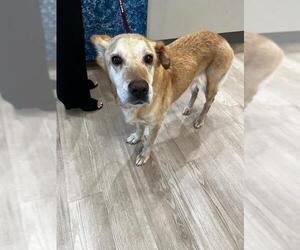 Carolina Dog-Unknown Mix Dogs for adoption in Pearland, TX, USA