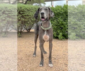 Great Dane Dogs for adoption in PIPE CREEK, TX, USA
