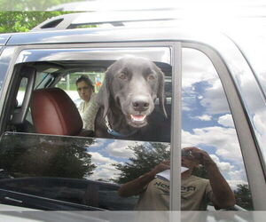 Labrador Retriever Dogs for adoption in Ocala, FL, USA