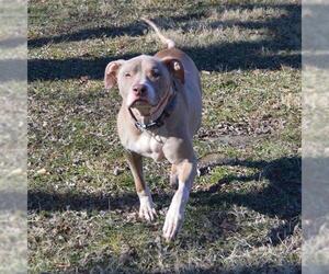 American Pit Bull Terrier Dogs for adoption in Murfreesboro, TN, USA