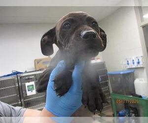 American Pit Bull Terrier-Unknown Mix Dogs for adoption in Oklahoma City, OK, USA