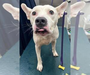 Bull Terrier-Unknown Mix Dogs for adoption in Mobile, AL, USA