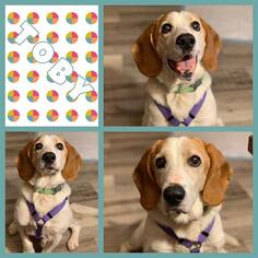 Beagle Dogs for adoption in Ames, IA, USA