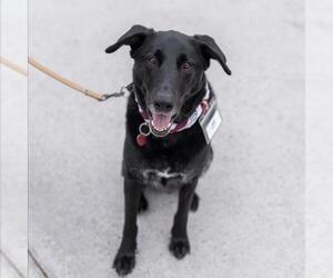 Labrador Retriever-Unknown Mix Dogs for adoption in San Diego, CA, USA