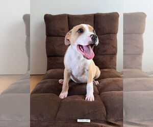 Labrador Retriever-Unknown Mix Dogs for adoption in Dana Point, CA, USA