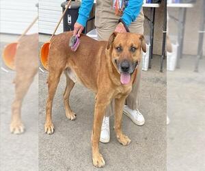 Rhodesian Ridgeback-Unknown Mix Dogs for adoption in Camarillo, CA, USA