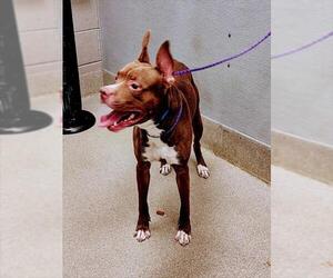 American Pit Bull Terrier-Unknown Mix Dogs for adoption in Las Vegas, NV, USA