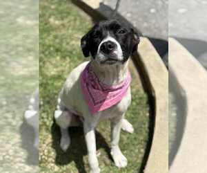 American Pit Bull Terrier-Unknown Mix Dogs for adoption in Low Moor, VA, USA