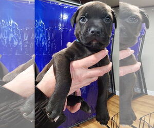 American Pit Bull Terrier-Labrador Retriever Mix Dogs for adoption in Clarkston, MI, USA
