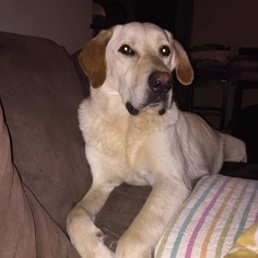 Labrador Retriever Dogs for adoption in Clifton, TX, USA