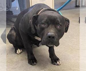 Labrador Retriever-Unknown Mix Dogs for adoption in Camarillo, CA, USA