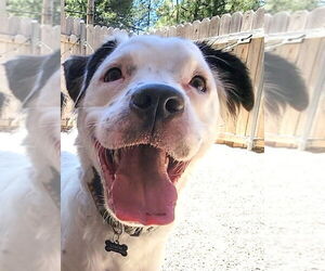 American Staffordshire Terrier-English Setter Mix Dogs for adoption in Lake Forest, CA, USA