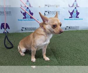 Chihuahua Dogs for adoption in Orlando, FL, USA