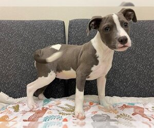 American Pit Bull Terrier-Unknown Mix Dogs for adoption in Santa Clara, CA, USA