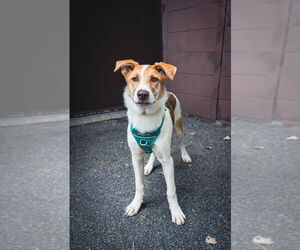 Mutt Dogs for adoption in Plymouth, MN, USA