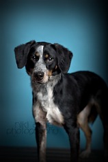 Medium Photo #1 Bluetick Coonhound-Border Collie Mix Puppy For Sale in Florence, AL, USA