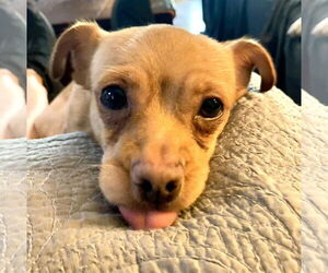 Chihuahua Dogs for adoption in Holly Springs, NC, USA