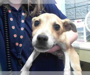 American Pit Bull Terrier Dogs for adoption in Tulsa, OK, USA