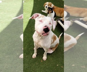 Catahoula Leopard Dog-Unknown Mix Dogs for adoption in Melrose, FL, USA