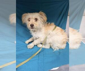 Mutt Dogs for adoption in HESPERIA, CA, USA