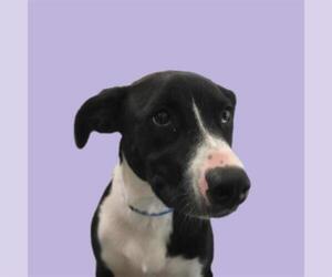 Pointer Dogs for adoption in Long Beach, CA, USA