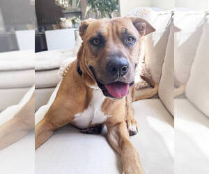 American Pit Bull Terrier Dogs for adoption in Petaluma, CA, USA