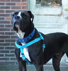 American Bandogge mastiff Dogs for adoption in Perry, NY, USA