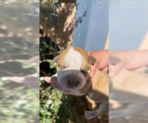 American Pit Bull Terrier Dogs for adoption in Houston, TX, USA