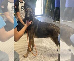 German Shepherd Dog-Unknown Mix Dogs for adoption in Camarillo, CA, USA