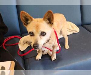 Chihuahua Dogs for adoption in Orange, CA, USA