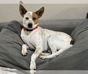 Mutt Dogs for adoption in Phoenix, AZ, USA