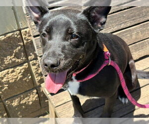 Holland Shepherd-Unknown Mix Dogs for adoption in Tulsa, OK, USA