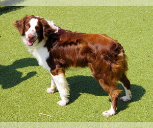 Australian Shepherd-Brittany Mix Dogs for adoption in Curwensville, PA, USA