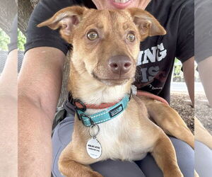 Chihuahua-Unknown Mix Dogs for adoption in San Jose, CA, USA