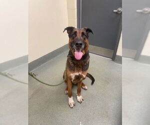 German Shepherd Dog-Unknown Mix Dogs for adoption in Lee's Summit, MO, USA