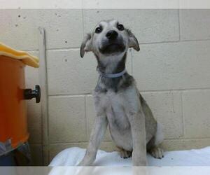 Labrador Retriever-Staffordshire Bull Terrier Mix Dogs for adoption in Downey, CA, USA