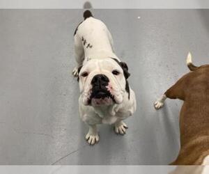 Bulldog Dogs for adoption in Waco, TX, USA