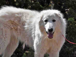 Maremma Sheepdog Dogs for adoption in Santa Fe, NM, USA