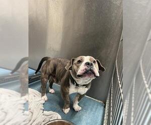 American Pit Bull Terrier-Unknown Mix Dogs for adoption in Pearland, TX, USA