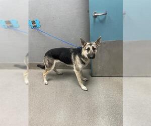 German Shepherd Dog-Unknown Mix Dogs for adoption in Las Vegas, NV, USA