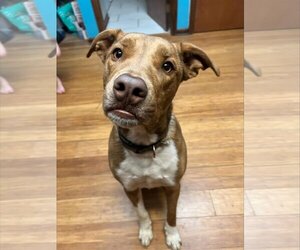 American Pit Bull Terrier-Unknown Mix Dogs for adoption in Germantown, OH, USA