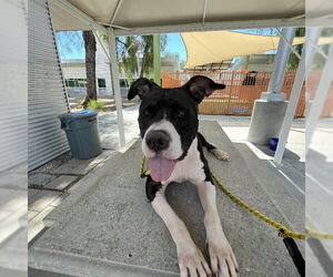 American Pit Bull Terrier-Unknown Mix Dogs for adoption in Las Vegas, NV, USA