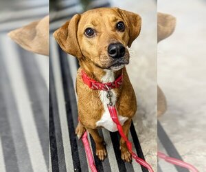 Labbe Dogs for adoption in Attica, NY, USA