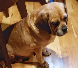 Puggle Dogs for adoption in Lewistown, PA, USA
