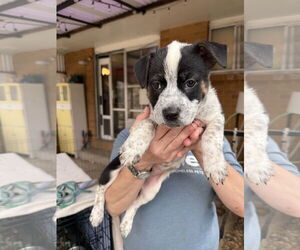 Mutt Dogs for adoption in Fort Collins, CO, USA