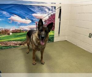 German Shepherd Dog-Unknown Mix Dogs for adoption in Moreno Valley, CA, USA